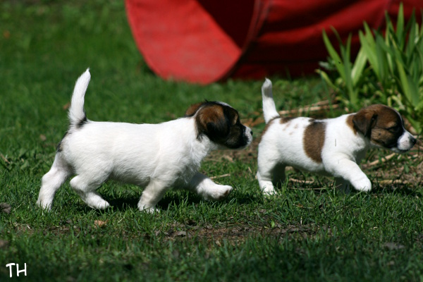 130511_emil cosmo.jpg - Emil & Cosmo